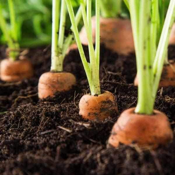 Allotment Pack Special Offer - Topsoil, Compost, Grit and Membrane!